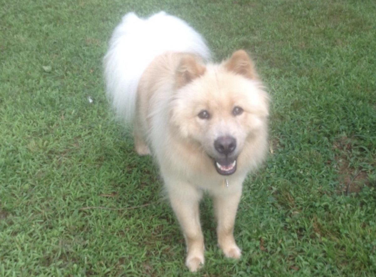 Buddy standing in the grass, looking at the camera