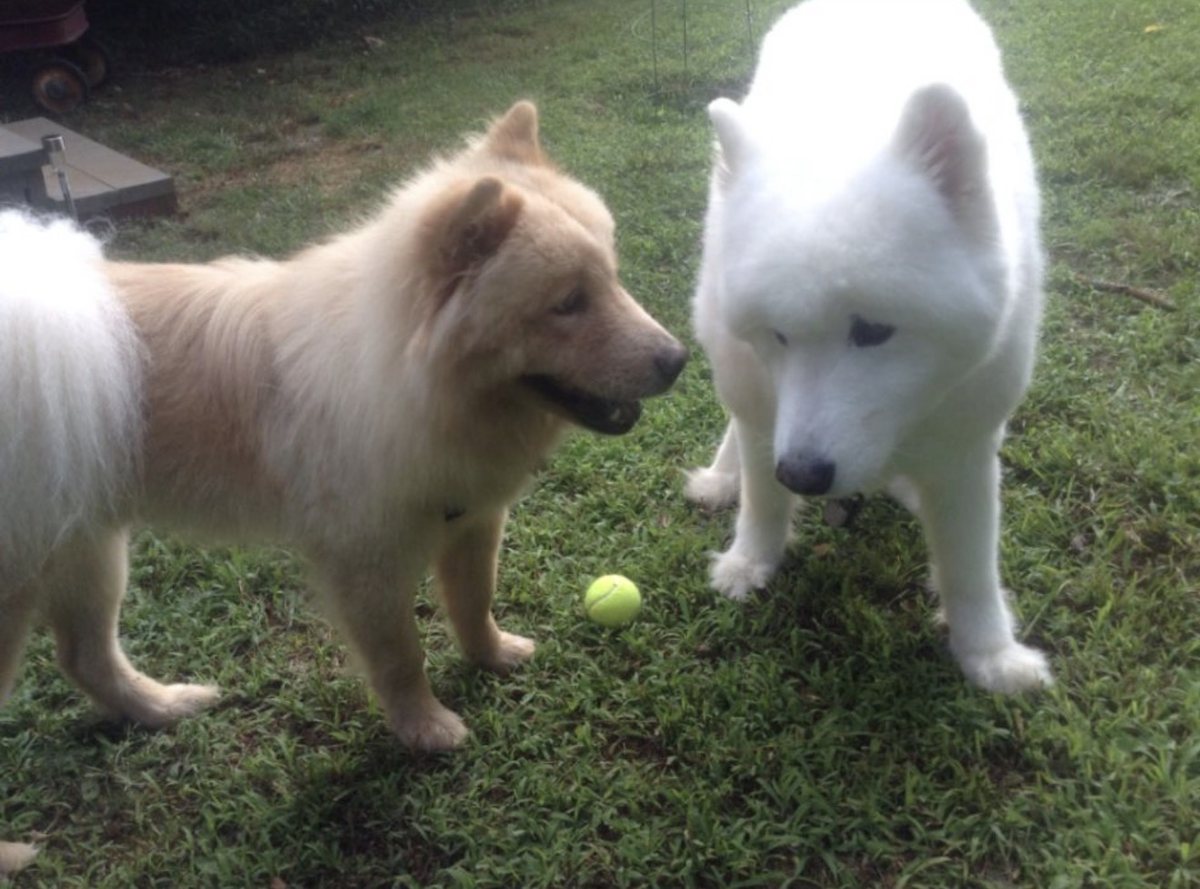 Buddy in the garden with another dog and a tennis ball