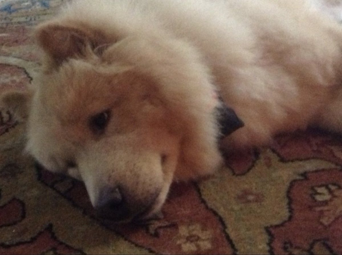 Buddy resting on a rug at home